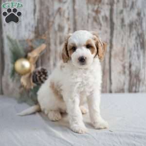 Geneva, Mini Goldendoodle Puppy